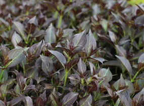 Vajgélie květnatá 'Prism Arabian Nights' - Weigela florida 'Prism Arabian Nights'