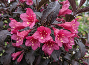 Vajgélie květnatá 'Prism Arabian Nights' - Weigela florida 'Prism Arabian Nights'