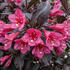 Weigela florida 'Prism Arabian Nights'.jpg