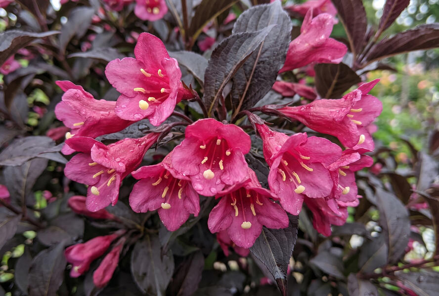 Vajgélie květnatá 'Prism Arabian Nights' - Weigela florida 'Prism Arabian Nights'