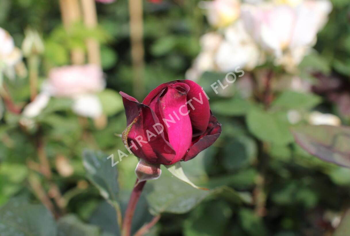 Růže velkokvětá Kordes 'Gräfin Diana' - Rosa VK 'Gräfin Diana'
