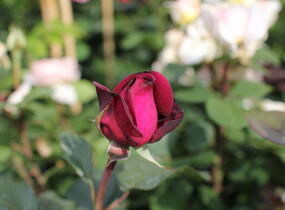 Růže velkokvětá Kordes 'Gräfin Diana' - Rosa VK 'Gräfin Diana'