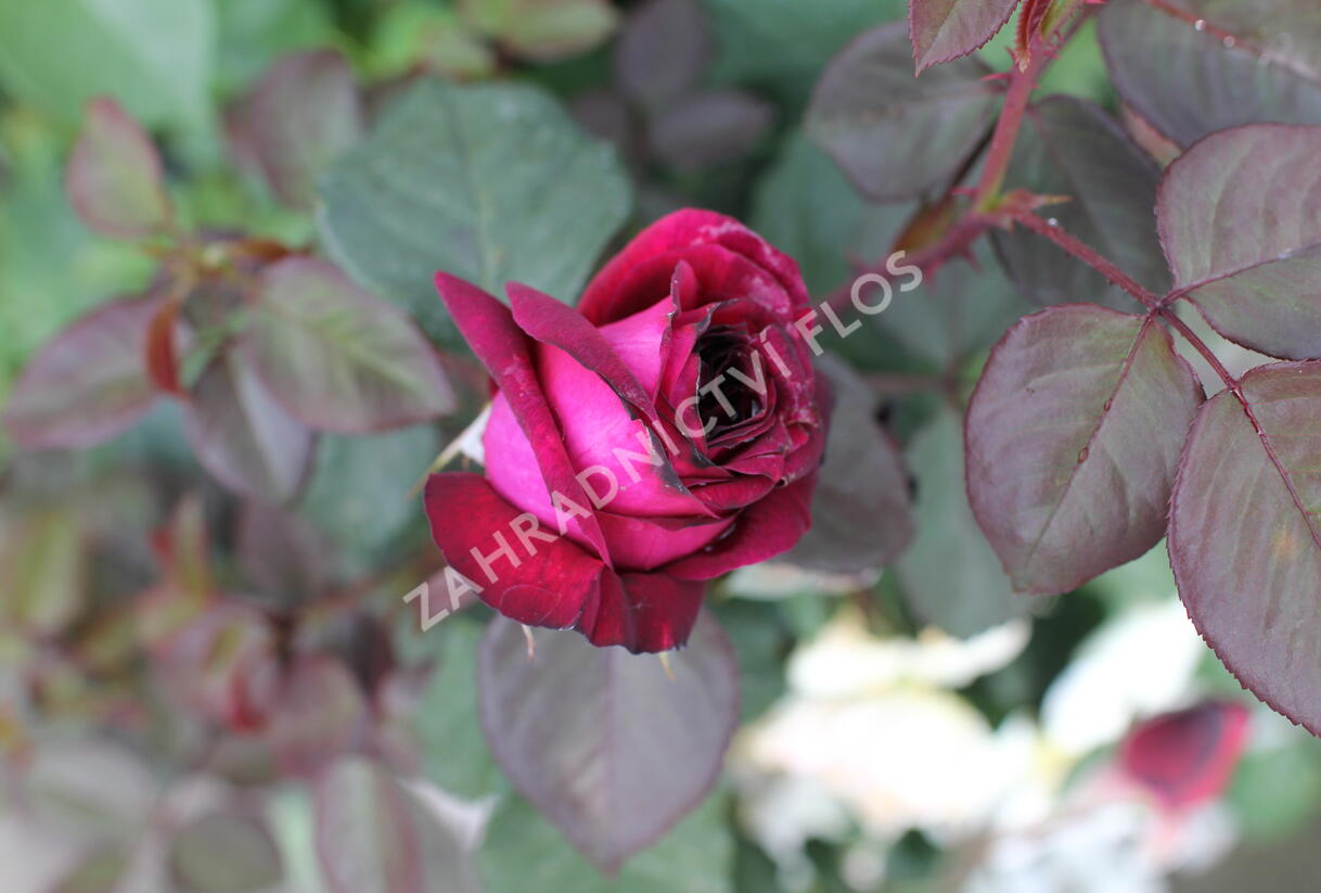 Růže velkokvětá Kordes 'Gräfin Diana' - Rosa VK 'Gräfin Diana'