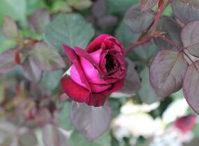 Růže velkokvětá Kordes 'Gräfin Diana' - Rosa VK 'Gräfin Diana'