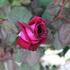 Rosa VK 'Gräfin Diana'.JPG