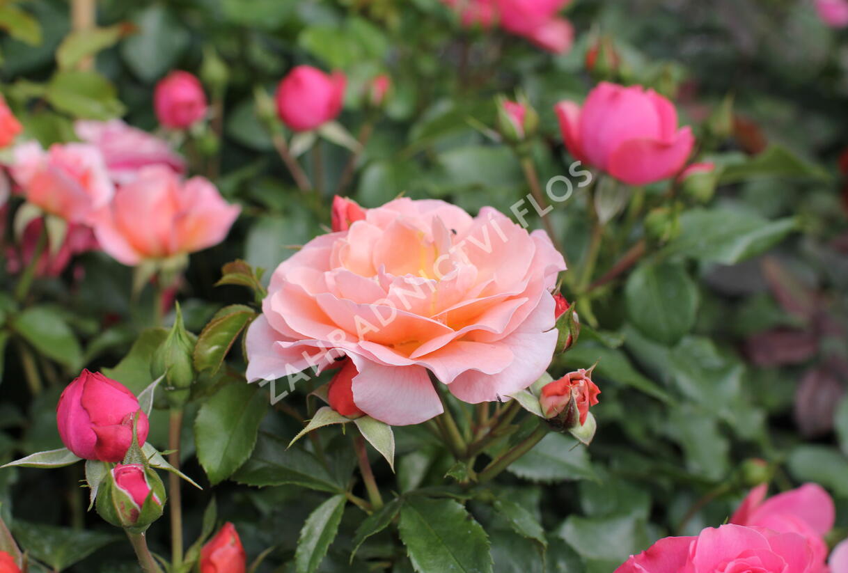 Růže mnohokvětá Meilland 'Marie Curie' - Rosa MK 'Marie Curie'