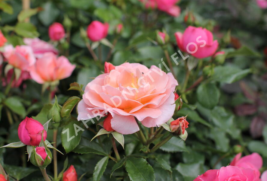 Růže mnohokvětá Meilland 'Marie Curie' - Rosa MK 'Marie Curie'