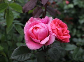 Růže mnohokvětá Kordes 'Gartenprinzessin Marie-Jose' - Rosa MK 'Gartenprinzessin Marie-Jose'