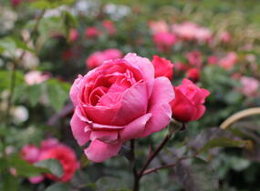 Růže mnohokvětá Kordes 'Gartenprinzessin Marie-Jose' - Rosa MK 'Gartenprinzessin Marie-Jose'