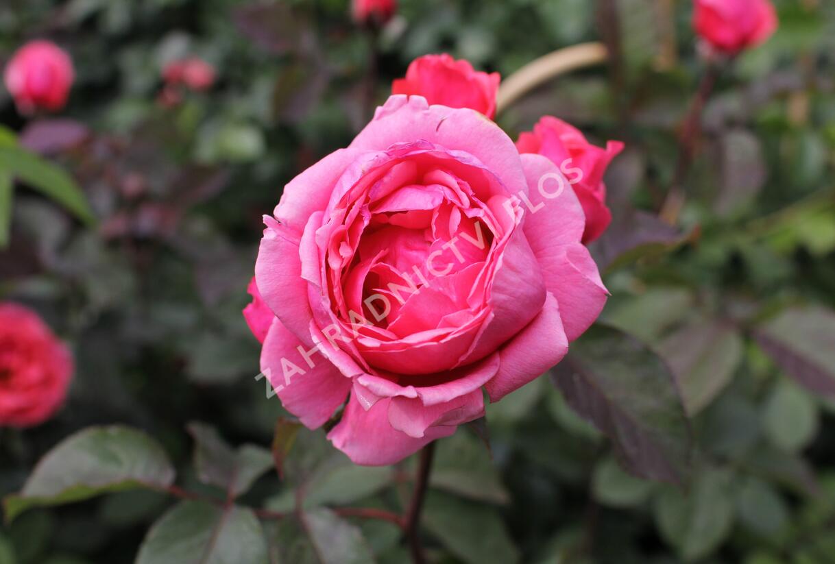Růže mnohokvětá Kordes 'Gartenprinzessin Marie-Jose' - Rosa MK 'Gartenprinzessin Marie-Jose'