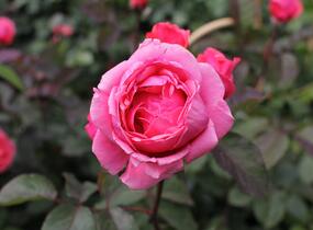 Růže mnohokvětá Kordes 'Gartenprinzessin Marie-Jose' - Rosa MK 'Gartenprinzessin Marie-Jose'