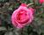 Růže mnohokvětá Kordes 'Gartenprinzessin Marie-Jose'