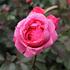 Rosa MK 'Gartenprinzessin Marie-Jose'.JPG