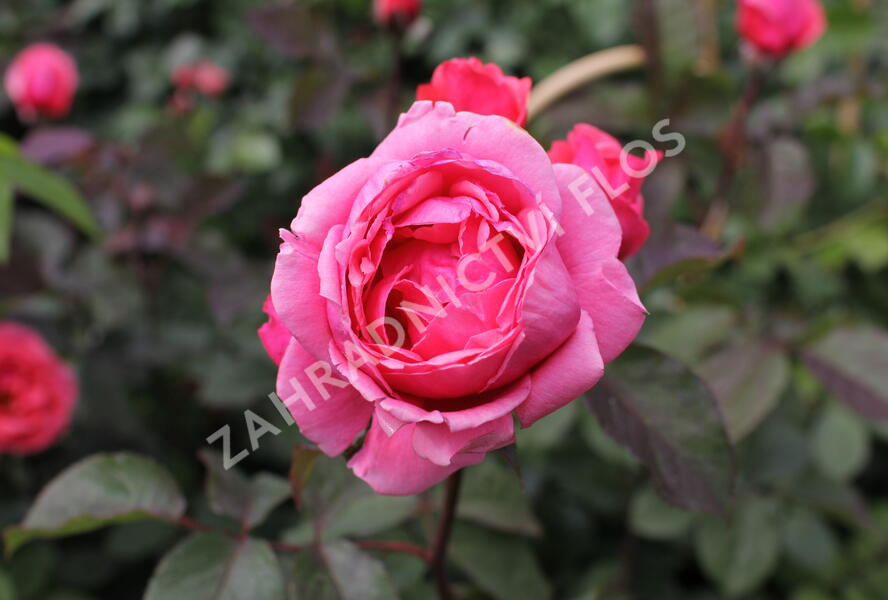 Růže mnohokvětá Kordes 'Gartenprinzessin Marie-Jose' - Rosa MK 'Gartenprinzessin Marie-Jose'