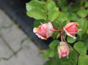 Růže velkokvětá Tantau 'Chippendale' - Rosa VK 'Chippendale'