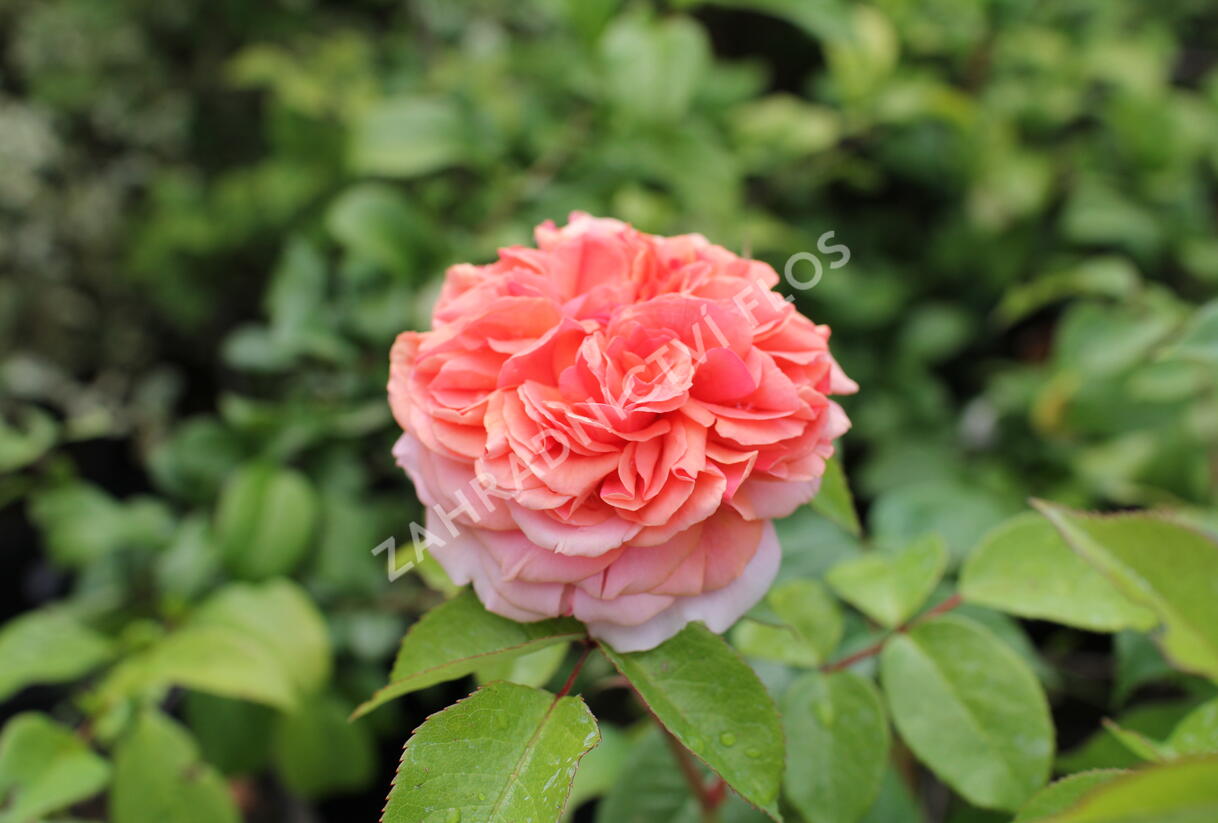 Růže velkokvětá Tantau 'Chippendale' - Rosa VK 'Chippendale'