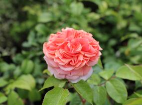 Růže velkokvětá Tantau 'Chippendale' - Rosa VK 'Chippendale'
