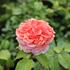 Rosa VK 'Chippendale'.JPG