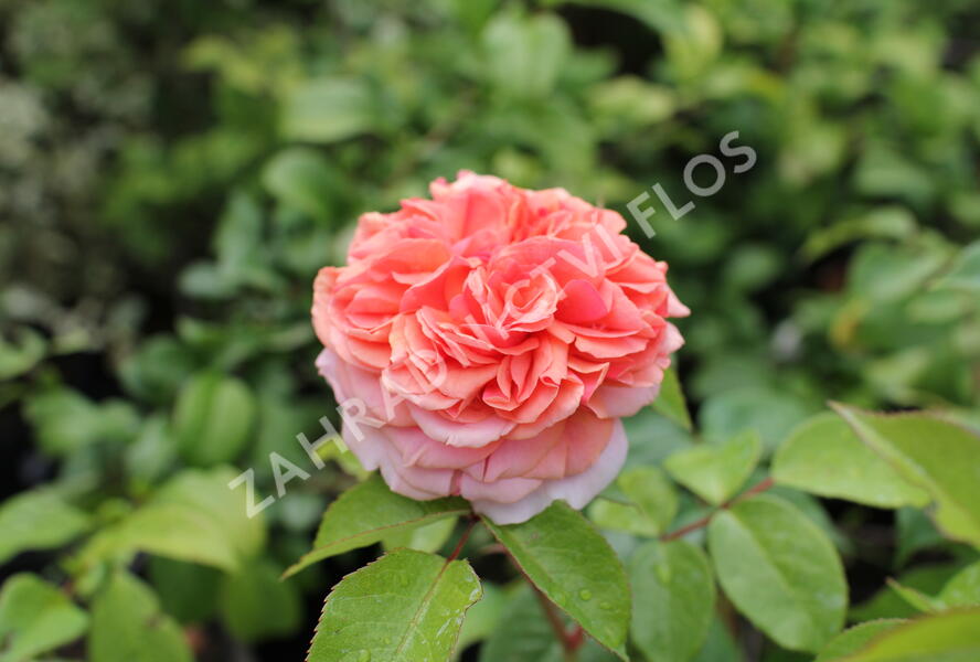 Růže velkokvětá Tantau 'Chippendale' - Rosa VK 'Chippendale'
