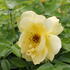 Rosa S 'Lemon Fizz'.JPG