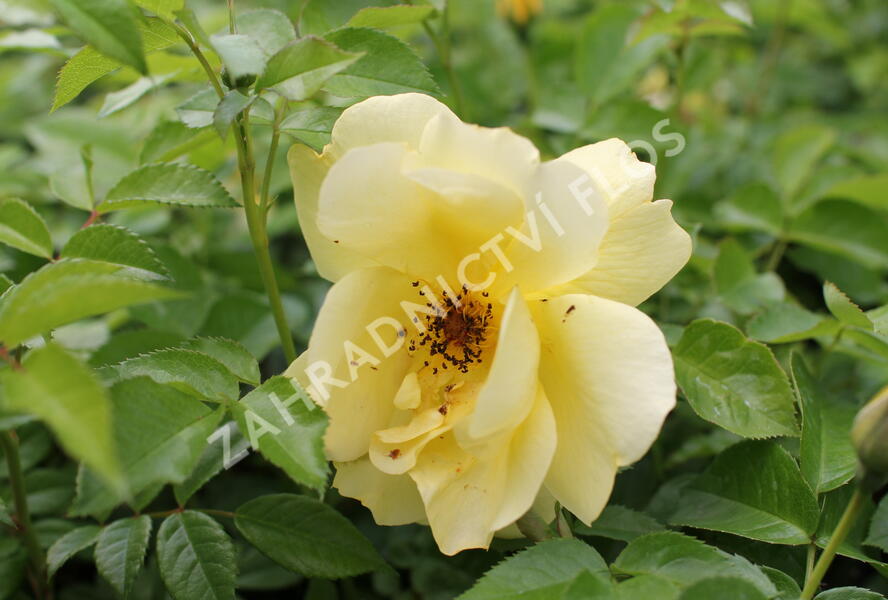 Růže parková Kordes 'Lemon Fizz' - Rosa S 'Lemon Fizz'