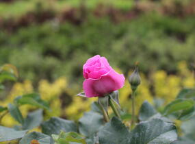Růže anglická David Austin 'Gabriel Oak' - Rosa S 'Gabriel Oak'