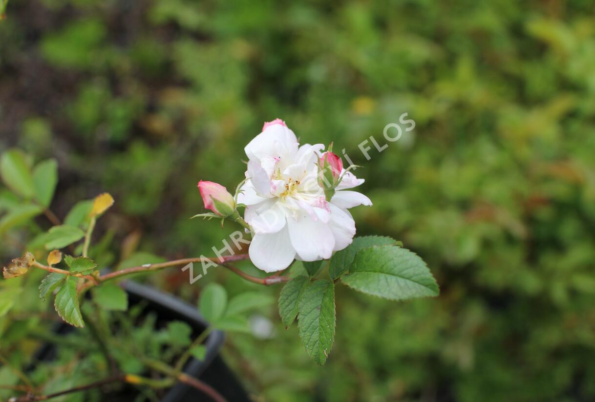 Růže pnoucí Kordes 'Sweet Siluetta' - Rosa PN 'Sweet Siluetta'