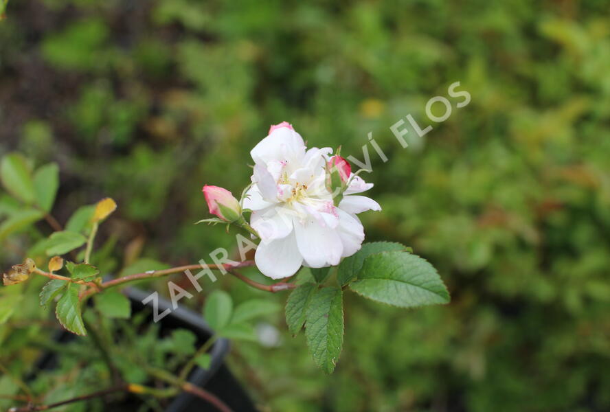 Růže pnoucí Kordes 'Sweet Siluetta' - Rosa PN 'Sweet Siluetta'