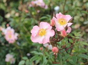 Růže pnoucí 'Open Arms' - Rosa PN 'Open Arms'