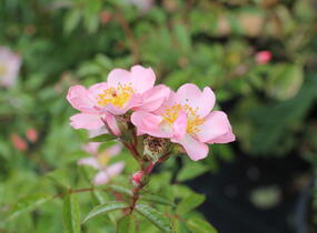 Růže pnoucí 'Open Arms' - Rosa PN 'Open Arms'
