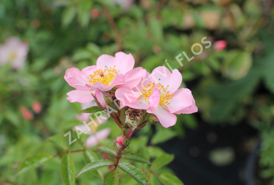 Růže pnoucí 'Open Arms' - Rosa PN 'Open Arms'