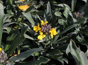 Trýzel lnolistý 'Erysistible Yellow' - Erysimum linifolium 'Erysistible Yellow'