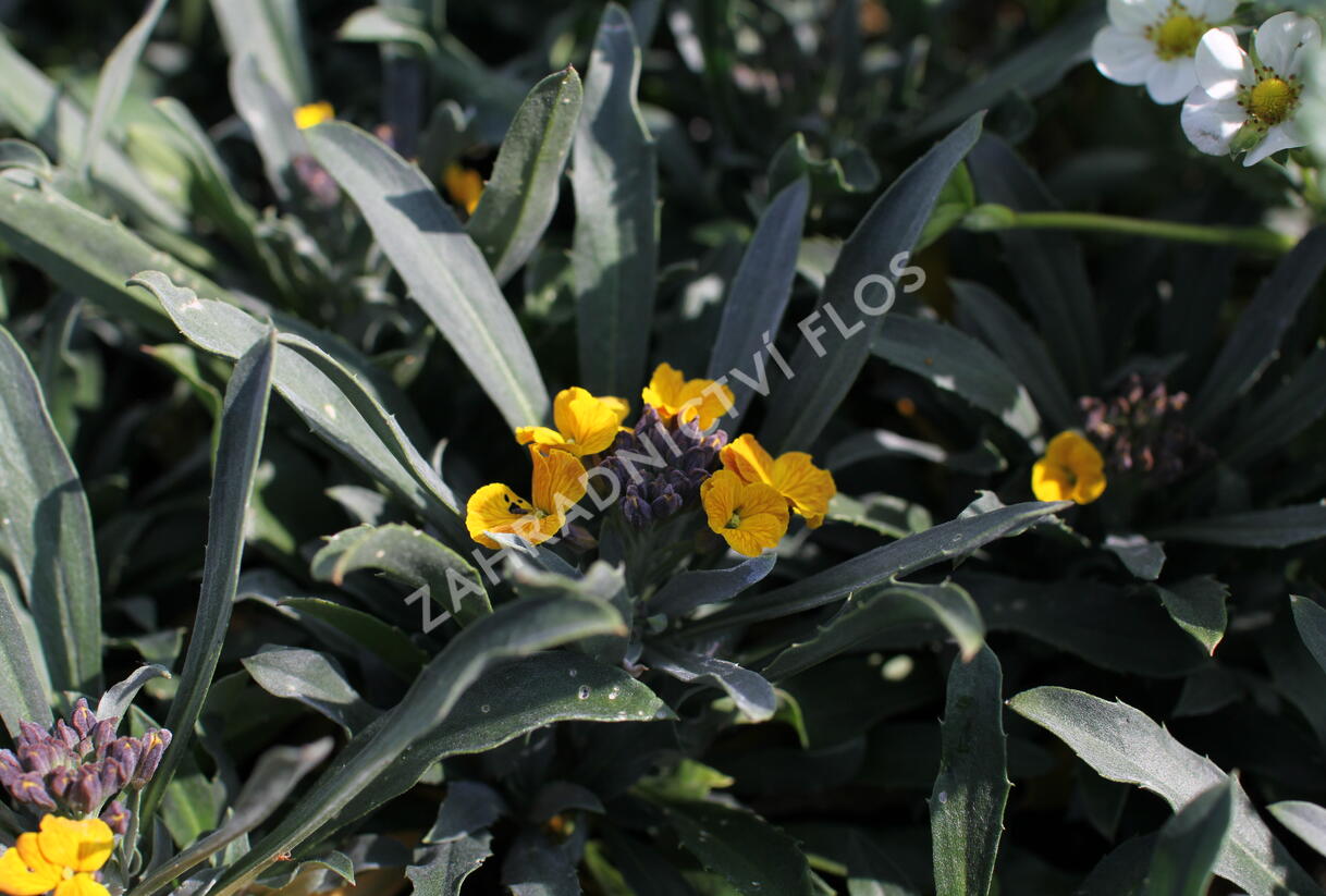 Trýzel lnolistý 'Erysistible Yellow' - Erysimum linifolium 'Erysistible Yellow'
