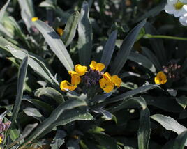 Trýzel lnolistý 'Erysistible Yellow'