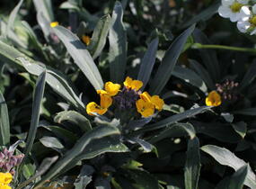 Trýzel lnolistý 'Erysistible Yellow' - Erysimum linifolium 'Erysistible Yellow'