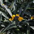 Erysimum linifolium 'Erysistible Yellow'.JPG