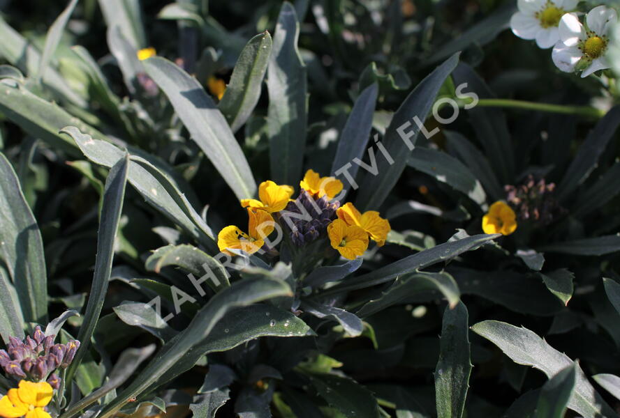 Trýzel lnolistý 'Erysistible Yellow' - Erysimum linifolium 'Erysistible Yellow'