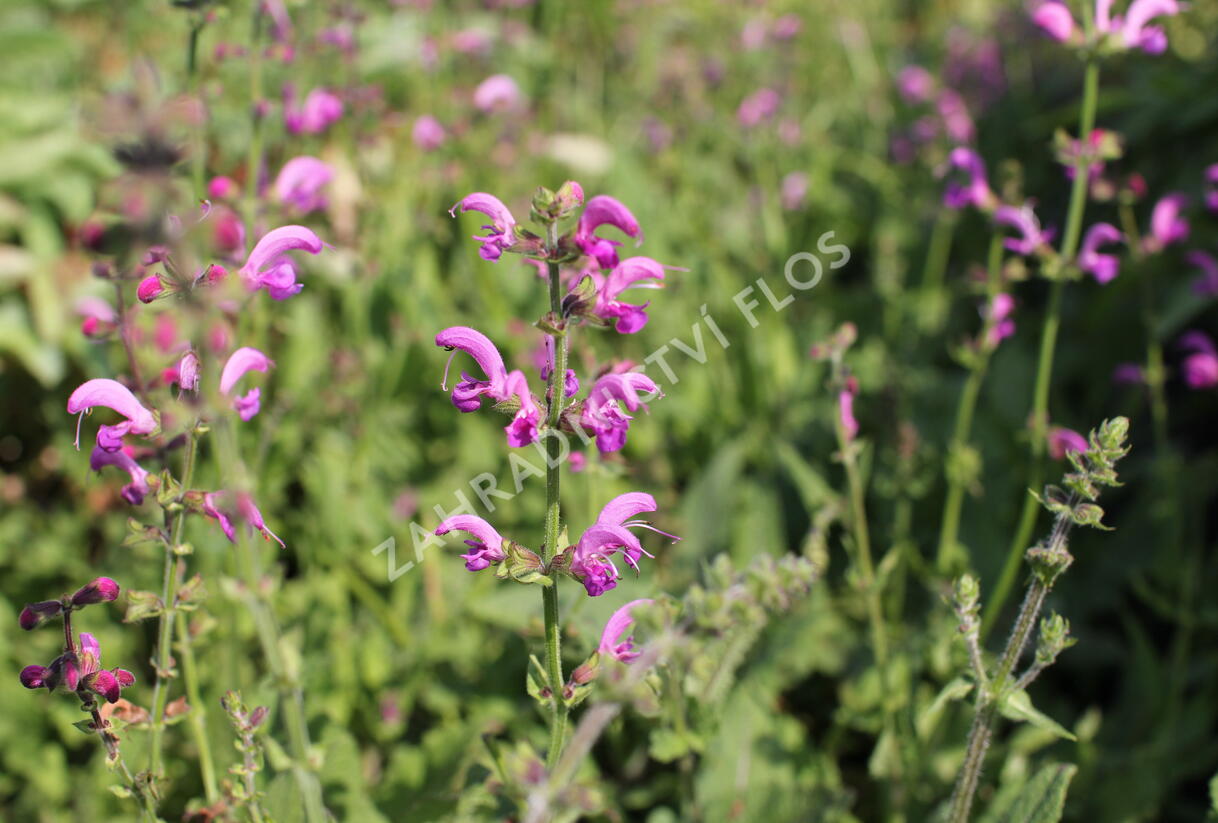 Šalvěj luční 'Sweet Esmeralda' - Salvia pratensis 'Sweet Esmeralda'