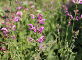 Šalvěj luční 'Sweet Esmeralda' - Salvia pratensis 'Sweet Esmeralda'