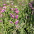 Salvia pratensis 'Sweet Esmeralda'_1.JPG