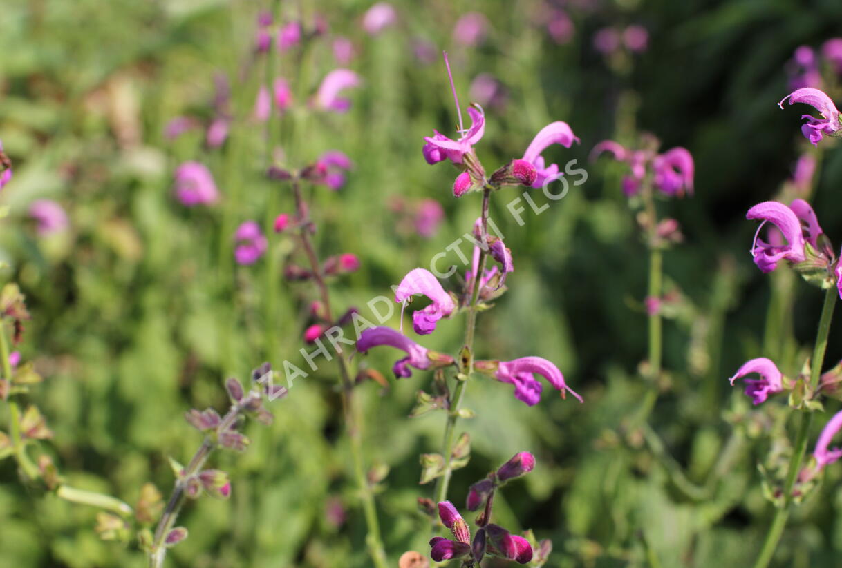 Šalvěj luční 'Sweet Esmeralda' - Salvia pratensis 'Sweet Esmeralda'