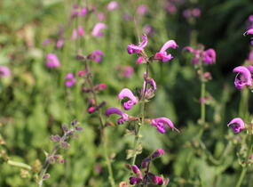Šalvěj luční 'Sweet Esmeralda' - Salvia pratensis 'Sweet Esmeralda'