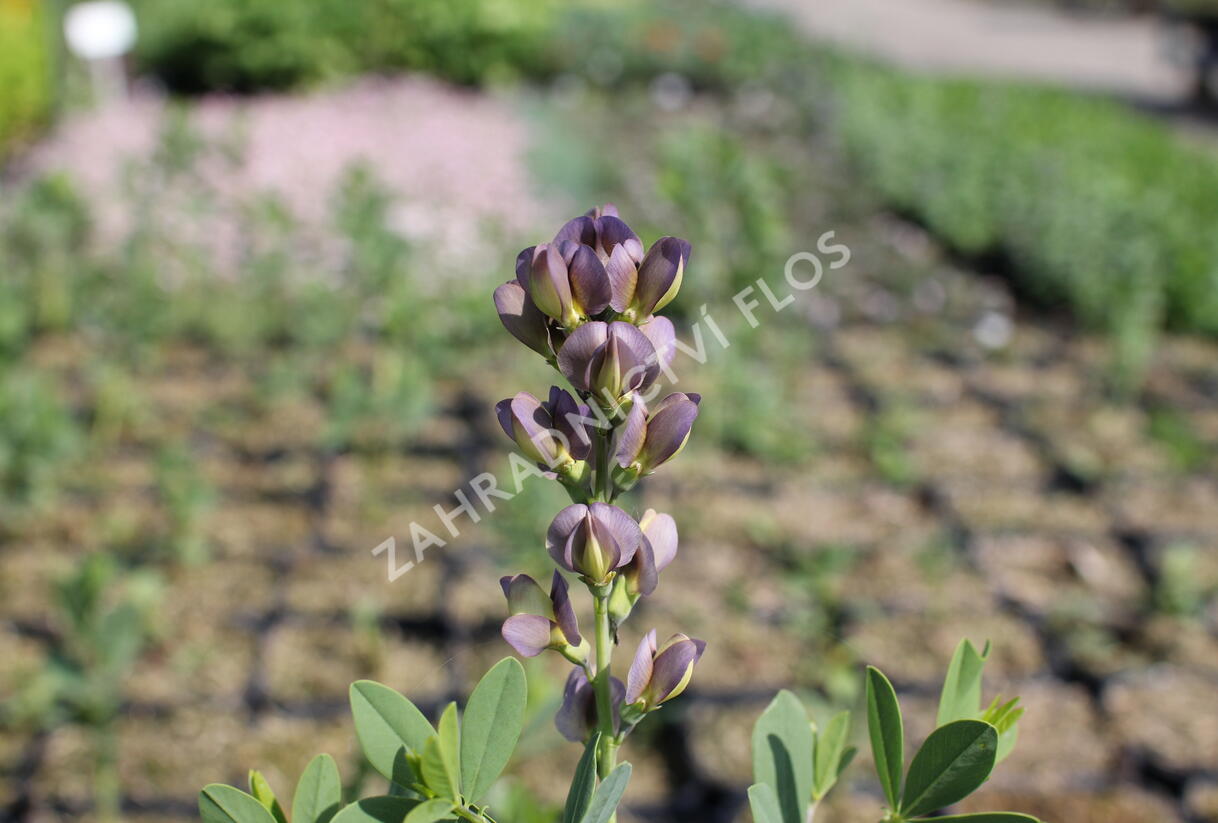 Baptisia jižní 'Dusty Purple' - Baptisia australis 'Dusty Purple'