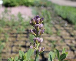 Baptisia jižní 'Dusty Purple'