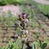Baptisia australis 'Dusty Purple'.JPG