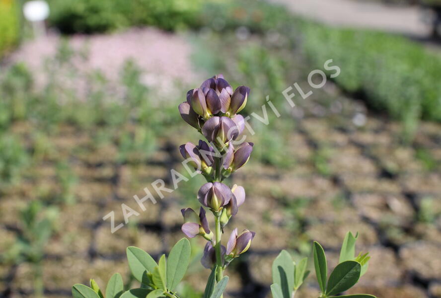 Baptisia jižní 'Dusty Purple' - Baptisia australis 'Dusty Purple'