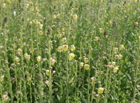 Divizna švábovitá - Verbascum blattaria