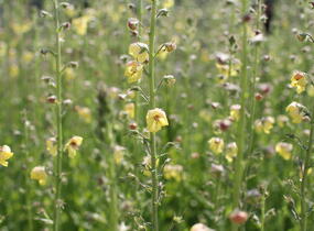 Divizna švábovitá - Verbascum blattaria