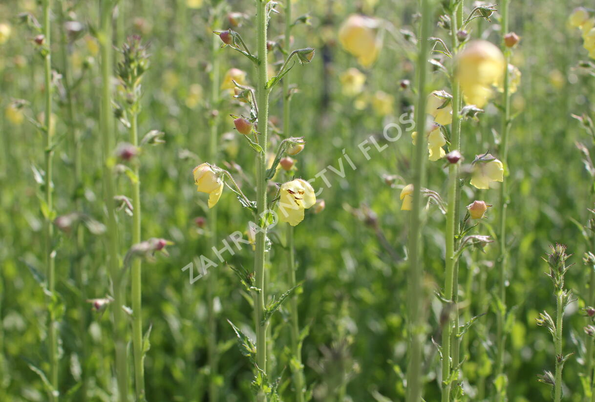 Divizna švábovitá - Verbascum blattaria