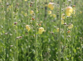 Divizna švábovitá - Verbascum blattaria